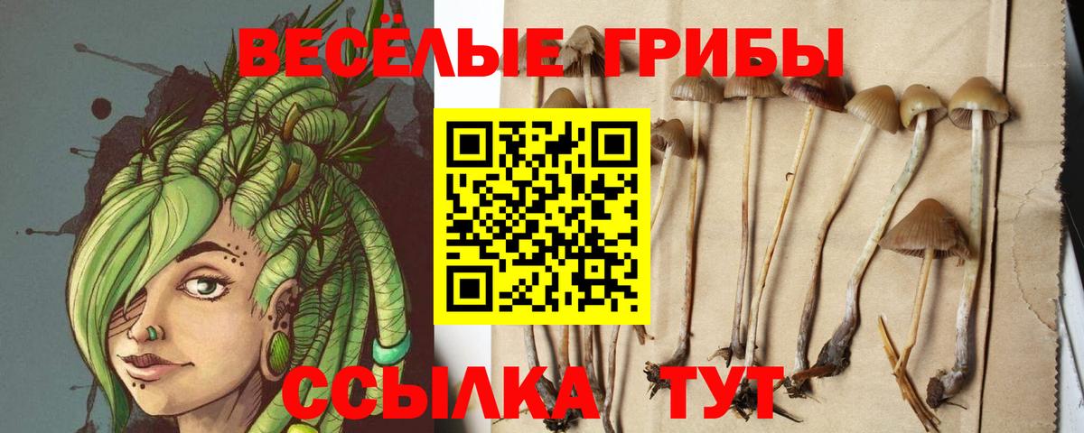 Красноярск  Псилоцибиновые грибы GOLDEN TEACHER  Вход с VPN 